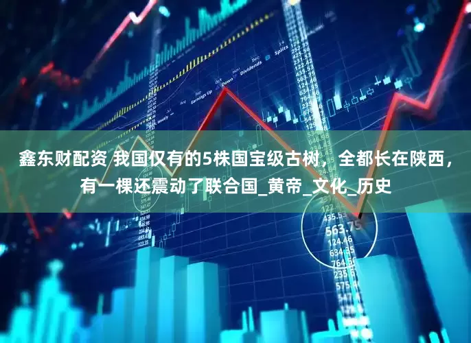 鑫东财配资 我国仅有的5株国宝级古树，全都长在陕西，有一棵还震动了联合国_黄帝_文化_历史
